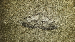 Cymatophora approximaria