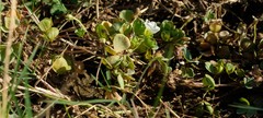 Oxalis natans