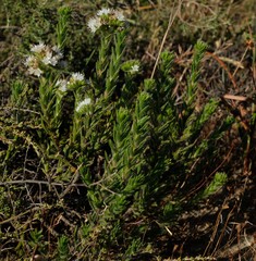 Lobostemon capitatus