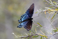 Limenitis arthemis arizonensis
