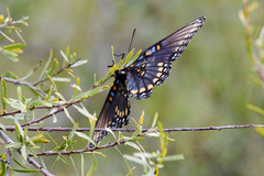 Limenitis arthemis arizonensis