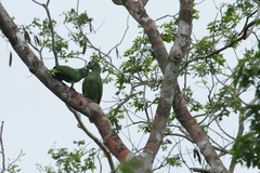 Image of Amazona farinosa