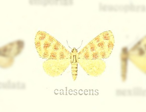 Pardodes