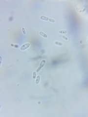 Tyromyces chioneus image