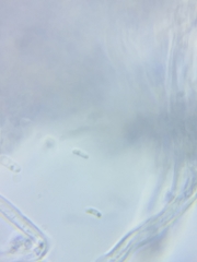 Tyromyces chioneus image