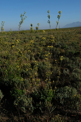 Leucadendron corymbosum
