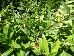 Erigeron karvinskianus image