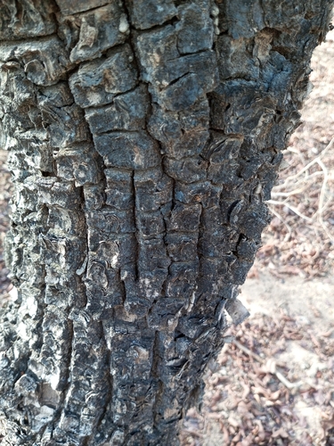 Shea Tree