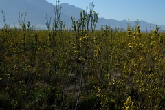 Leucadendron corymbosum