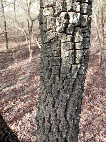 Shea Tree