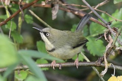 Bar-Throated Apalis photo 3