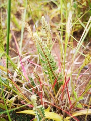 Cheilanthes contracta