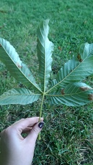 Aesculus