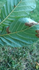 Aesculus