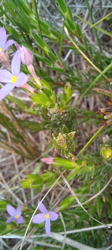 Image of Gnidia penicillata by (c) Adele SL, some rights reserved (CC BY)
