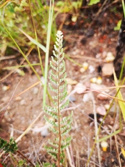 Cheilanthes contracta