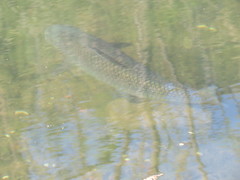 Prochilodus lineatus