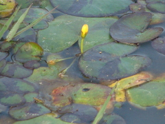 Nymphoides