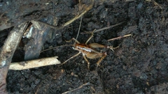 Ceuthophilus maculatus