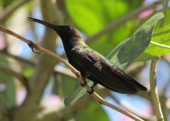 Anthracothorax mango