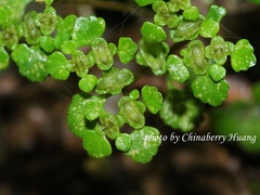Chrysosplenium formosanum