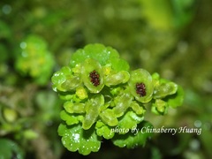Chrysosplenium japonicum