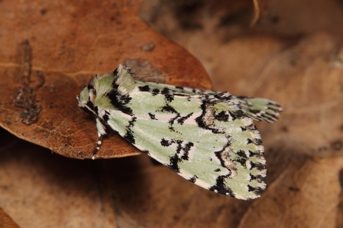 Scarce Merveille du Jour