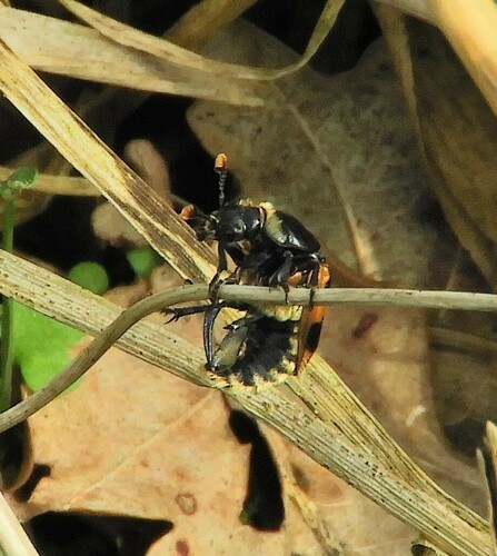 Vespillo Burying Beetle, 5084 Biest-Houtakker, Nederland, photo 4 of 10
