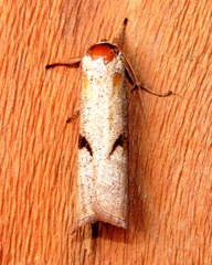 Pilostibes stigmatias