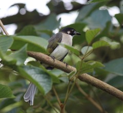 Pycnonotus sinensis hainanus