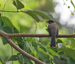 Pycnonotus sinensis hainanus
