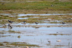 Calidris canutus rufa