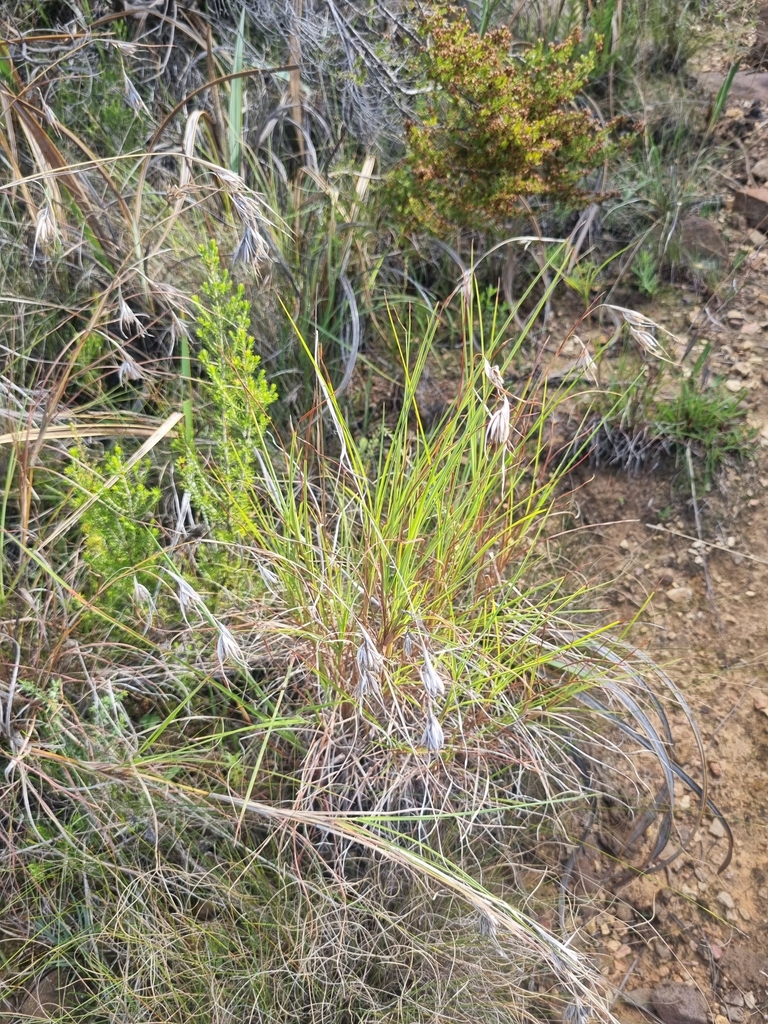 Kangaroo Grass from Witzenberg Local Municipality, South Africa on ...