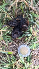 Didelphis virginiana