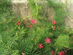 Ipomoea quamoclit