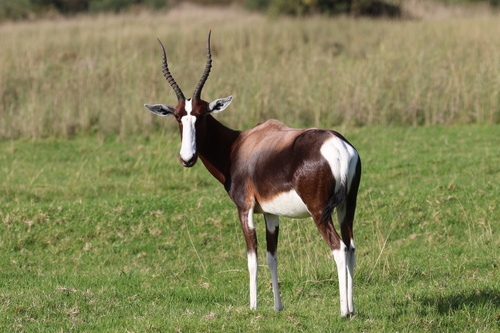 Bontebok/Blesbok, photo 8 of 10
