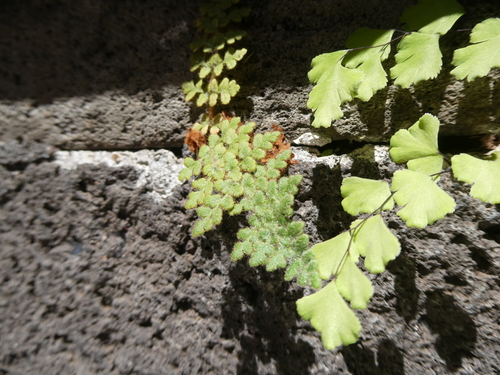 Adiantum capillus-veneris image