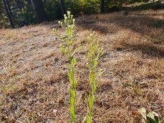 Thlaspi arvense