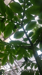 Amorphophallus titanum