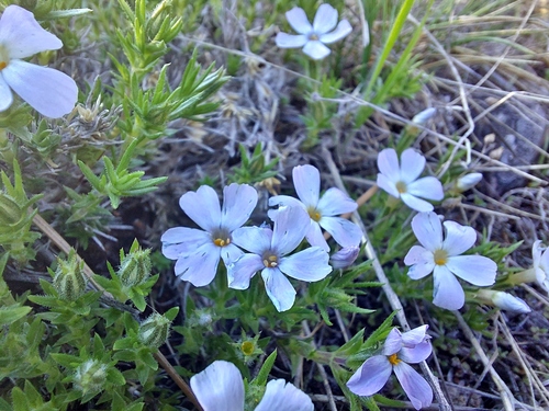 Tufted phlox (Phlox caespitosa)