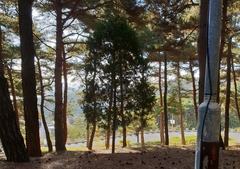 Chamaecyparis obtusa