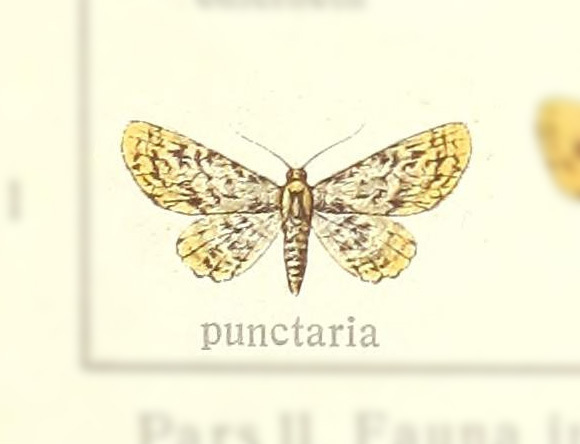 Pomasia punctaria