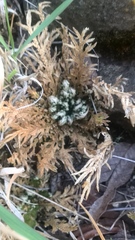 Selaginella lepidophylla