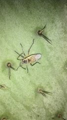 Largus maculiventris