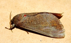 Oxycanus beltista