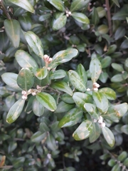 Buxus