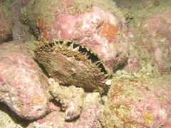 Pinctada mazatlanica