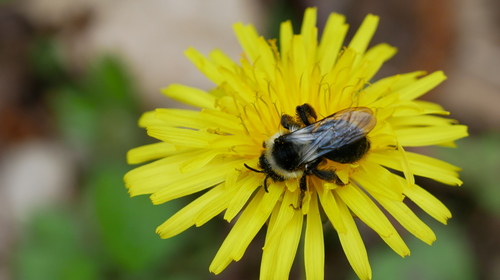 Ashy Mining Bee, Noordoostelijk van Schaarsbergen, Arnhem, Nederland, photo 7 of 10