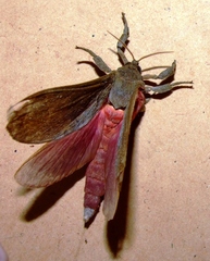 Oxycanus beltista