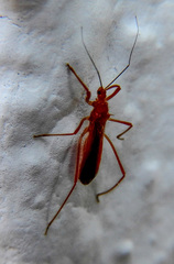 Polytoxus sanguineus